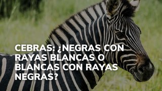 Cebras: ¿negras con rayas blancas o blancas con rayas negras?