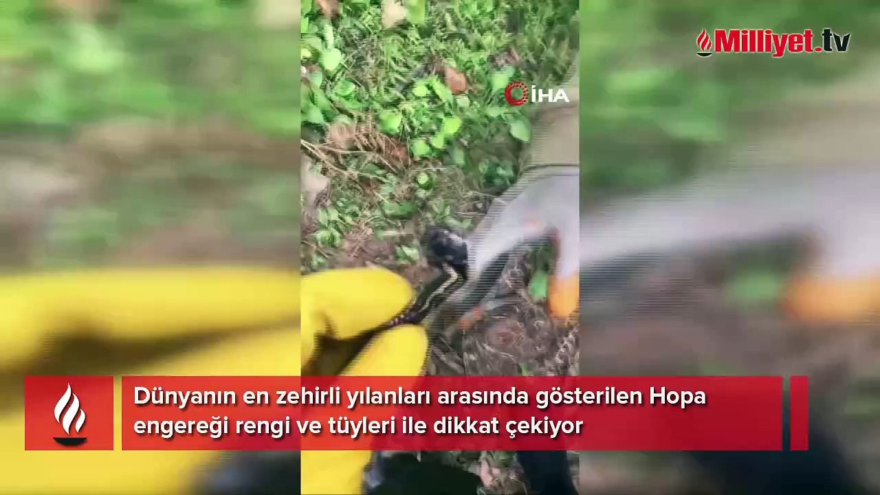 İlk kez bu kadar yakından görüntülendi! En zehirli yılan türü: Tüylü ve kanatlı