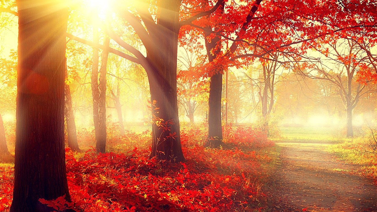 Relaxing Piano Music： Calm, Peaceful, Relax & Focus ｜ ♫ Piano Music For Studying, Working & Relaxing