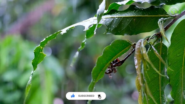 Relaxing Piano Music & RAIN Sounds ｜ Music to Relieve Stress, Anxiety and Depression, Calming Music