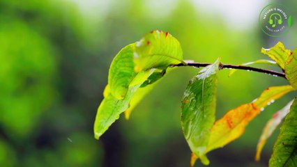 Relaxing Sleep Music - Fall into Deep Sleep with Rain Sounds, Stress Relief Music and Relaxation