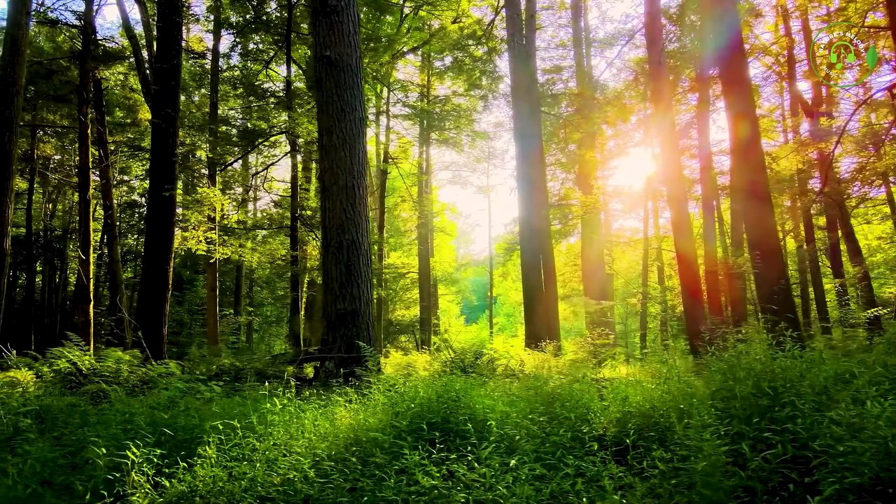 Soothing Piano Music with Nature Relaxation Fil...