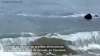 El vídeo viral de un tiburón de grandes dimensiones avistado en Gipuzkoa