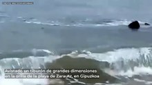 El vídeo viral de un tiburón de grandes dimensiones avistado en Gipuzkoa