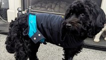 Cockapoo has leg amputated after savage XL bully attack