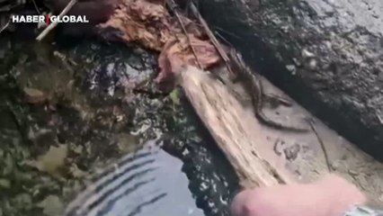 Batman'da "Türk semenderi" gören vatandaşların şaşkınlığı