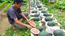 Easy and high yield, didn't expect to grow Watermelon at home so easy