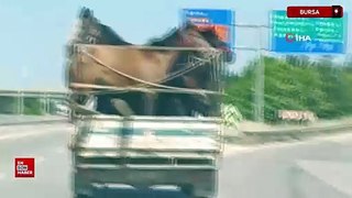 Bursa'da kamyonet kasasına 5 at sığdırdı, şehir turu attı