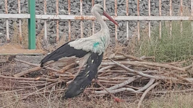 Avcıların vurduğu leylek, bir daha uçamayacak