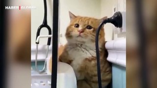 Veteriner kliniğinde saklandığını düşünen kedi kahkahaya boğdu
