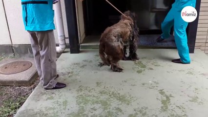 Download Video: Sie scheren einen verfilzten Hund und können nicht glauben, was sie erwartet!