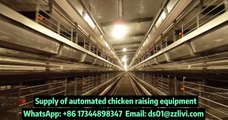 Elevate Your Poultry Farming with Livi's H-Type Automatic poultry battery cage