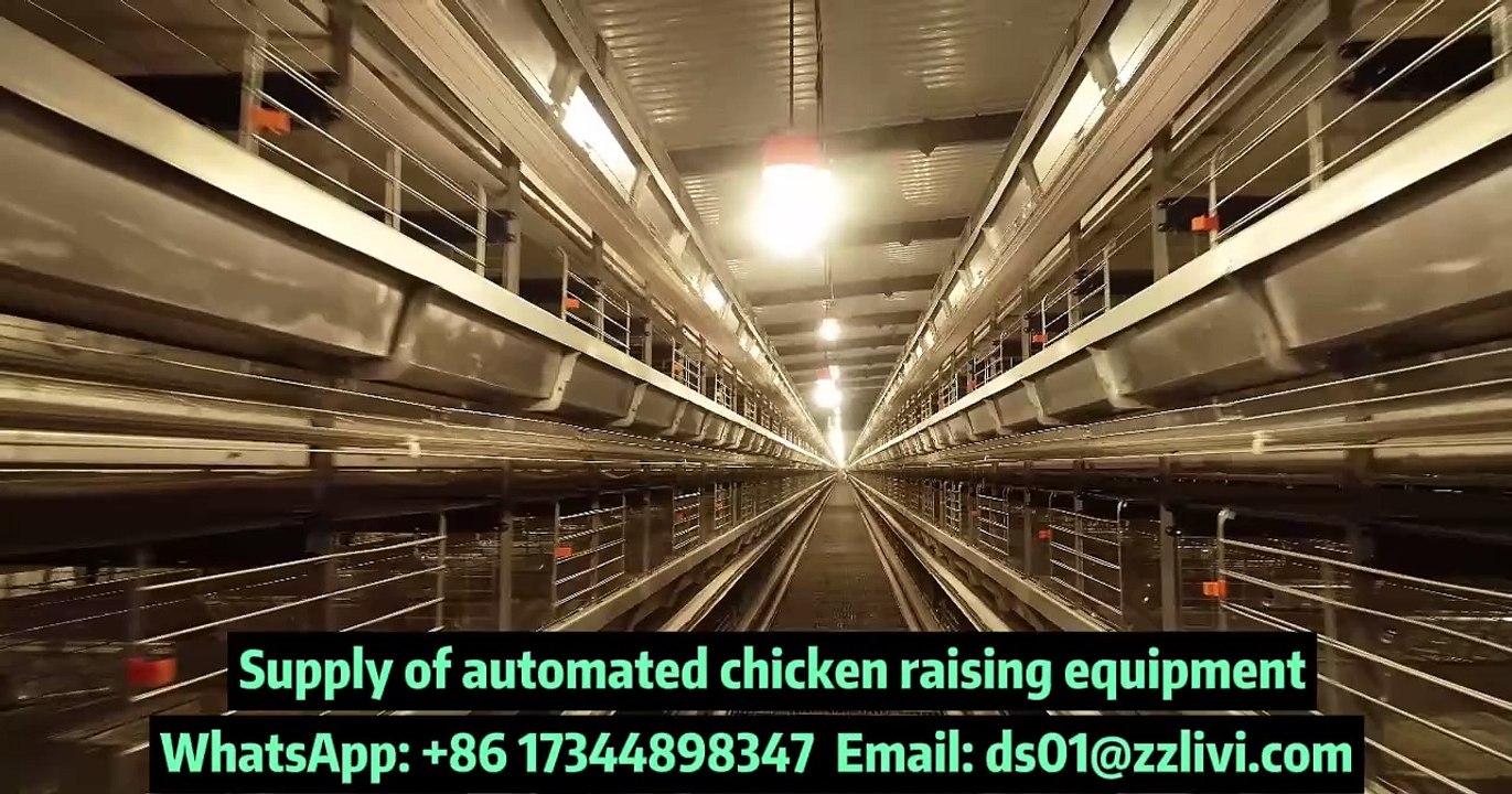 Elevate Your Poultry Farming with Livi's H-Type Automatic poultry battery cage