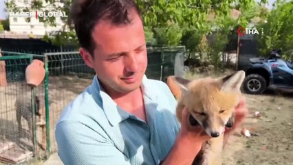 Yavru tilkiyi iyileştirdi hayata döndürdü, şimdi ise kümes bekçisi oldu