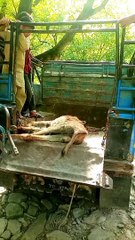 Unbelievable Rescue: Donkey Lifted to Safety in a Remarkable Operation