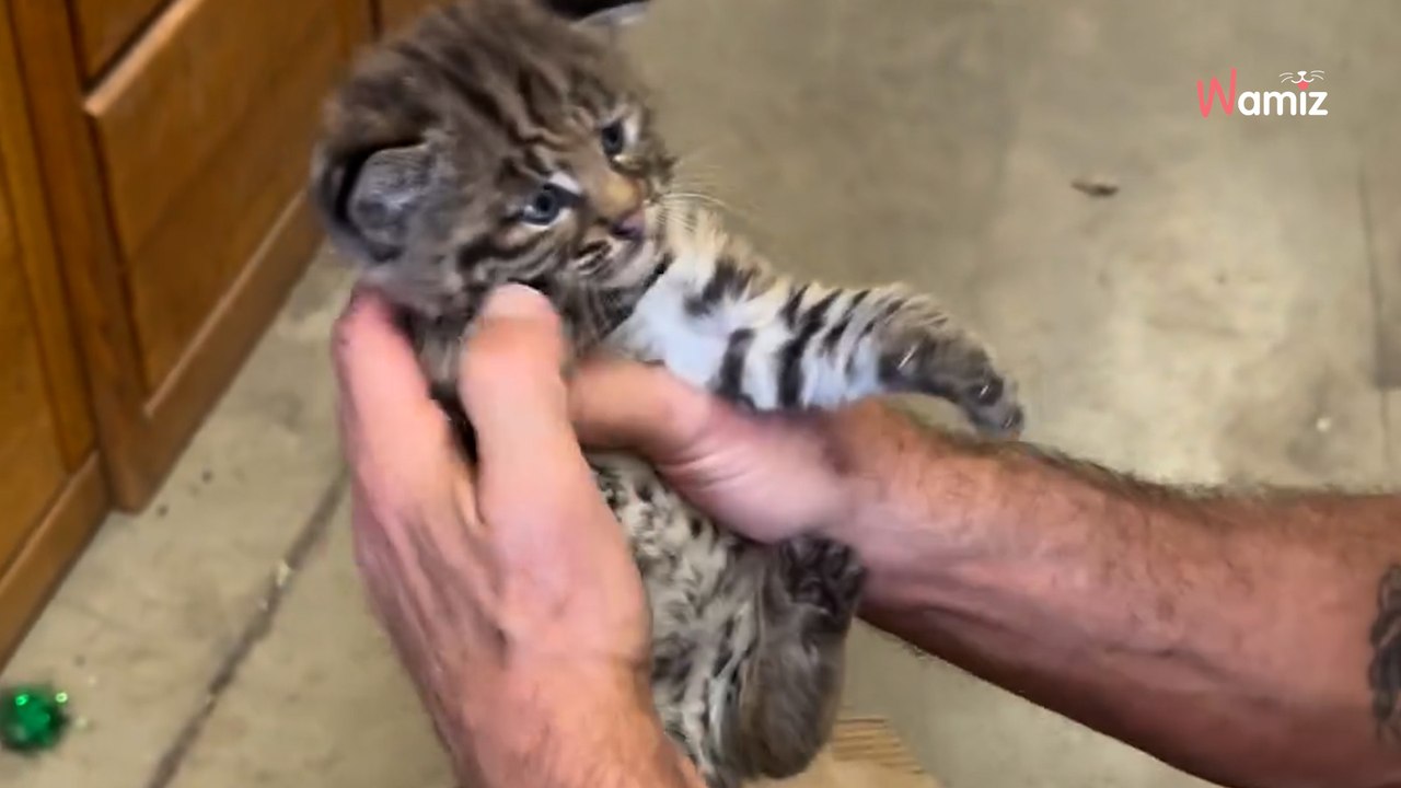 Wanderer findet im Wald ein Kätzchen, doch er ist auf dem falschen Dampfer unterwegs