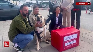 Ankara'da hayvanseverlerden sokak köpekleri için bakanlığa 257 bin imza