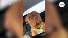 La reacción de este pitbull al darse cuenta de dónde lo llevan vale su peso en ORO (Vídeo)