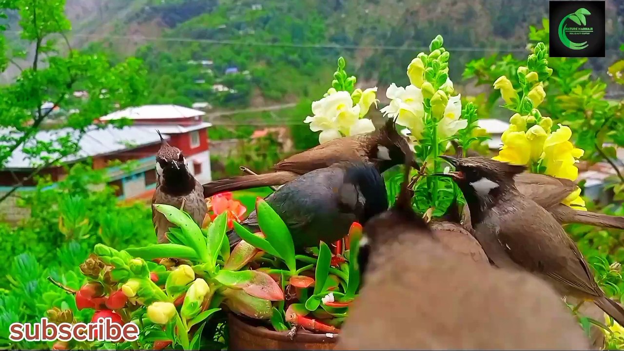 Birds Feeding Frenzy in Spring: A Feast for the Eyes
