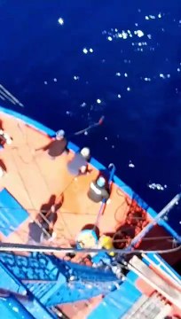 Un pesce spada da 260 chili pescato nello Stretto di Messina, l'impresa tra Scilla e Cannitello