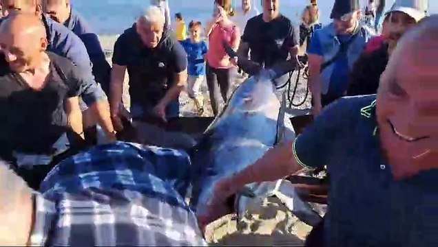 Un pesce spada da 260 chili pescato nello Stretto di Messina, l'impresa tra Scilla e Cannitello