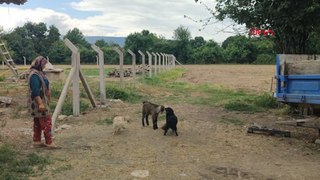 Oğlak ile köpeklerin dostluğu