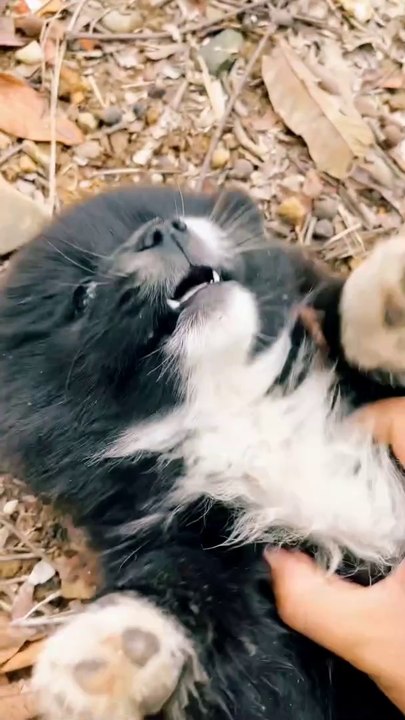 Puppy Playing