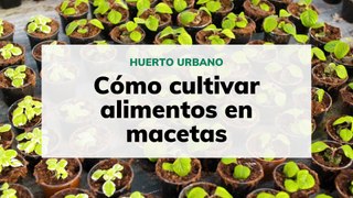 Cómo cultivar alimentos en macetas