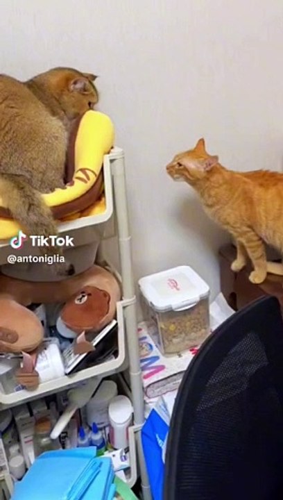 Cats
