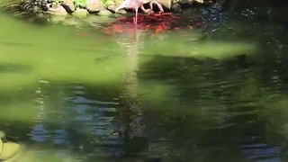 Unlikely Besties! Flamingo Befriends Fish in Heartwarming Resort Encounter