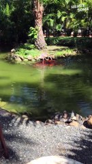 Unlikely Besties! Flamingo Befriends Fish in Heartwarming Resort Encounter