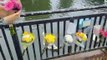 Tributes left after body found in River Nene in Peterborough