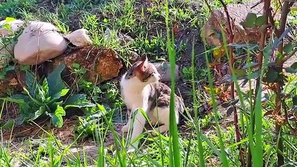 Male Cat and Pregnant Cat are friends