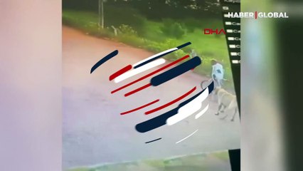 Sivas'ta bir kişi, çiftlik bahçesinden kangal köpeği çaldı