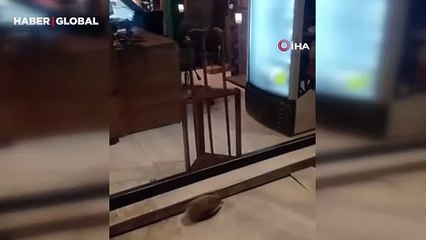 Yolunu şaşıran kirpi kaldırımda dolaştı