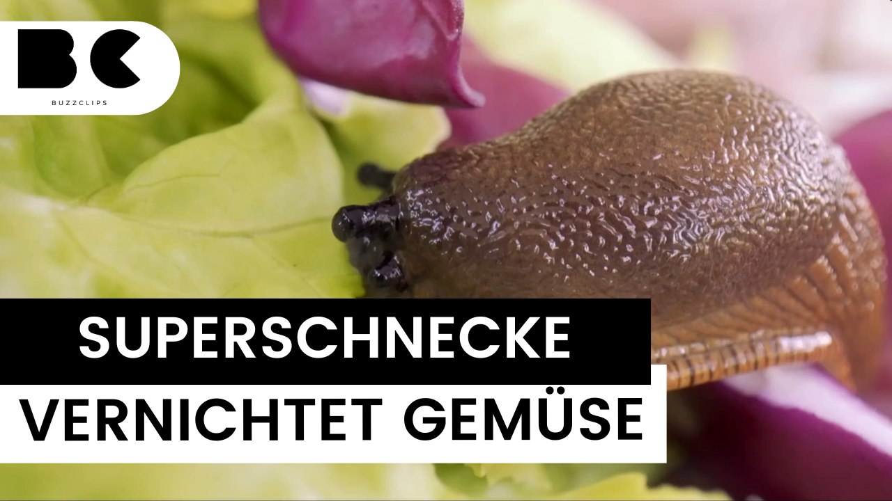 Achtung Diese Superschnecke frisst Ihr Gemüse! video Dailymotion