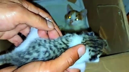 A mother cat breastfeeds her newborn kittens. Baby kittens are so cute.