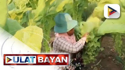 Nasa P6.6-B na buwis sa sigarilyo, nawawala sa koleksiyon ng pamahalaan dahil sa smuggling...