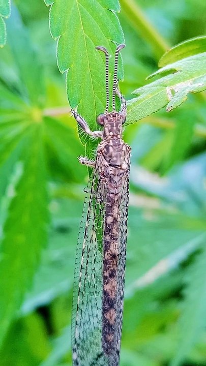 Killer insect