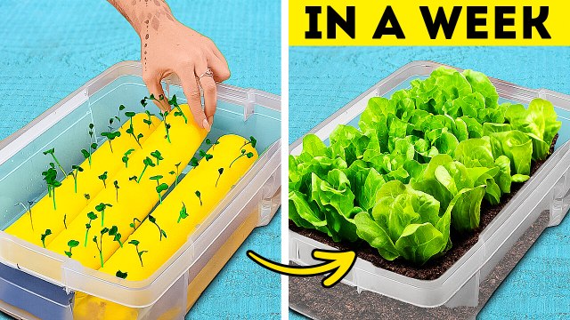 Gardening Hacks: Useful Tips for Lush Indoor Plants