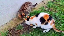 Cute kitten and cute cat eating food