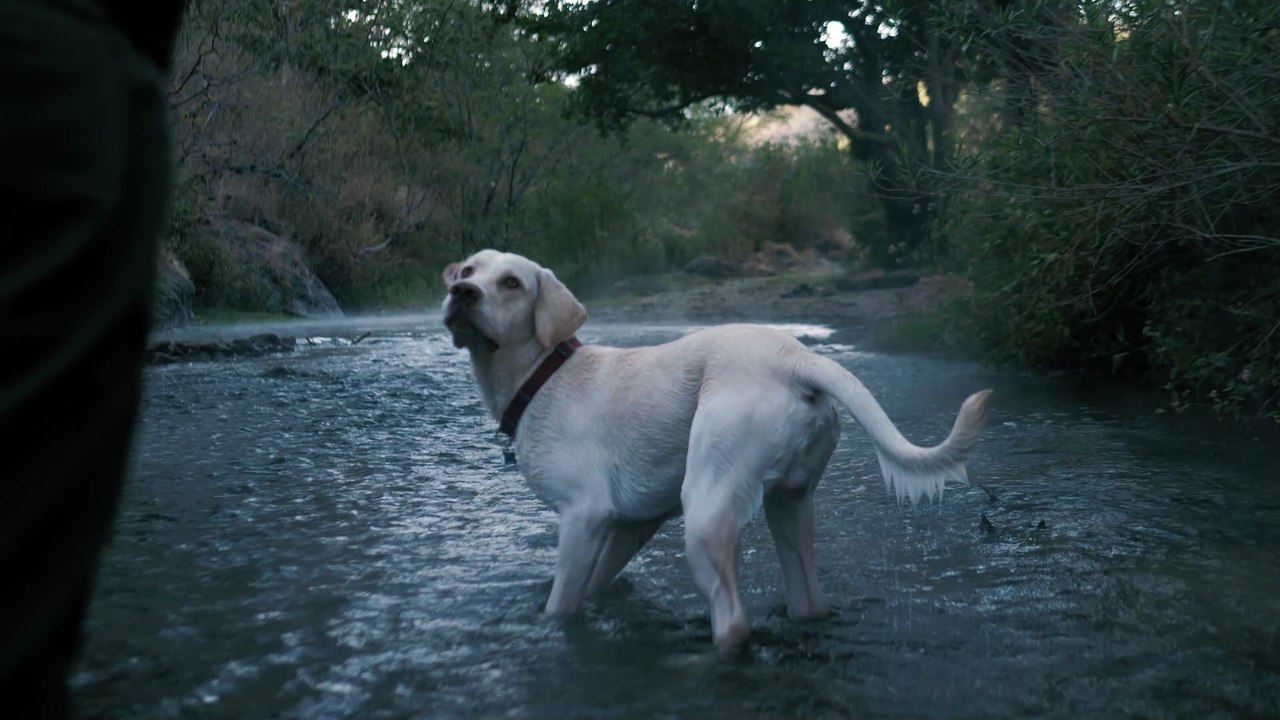 Cute Dog in Rain