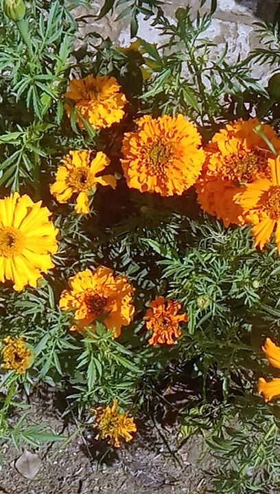 Yellow  flowers