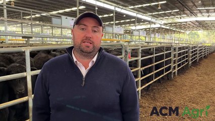 Yea cattle sale 31/05/2024 | Stock & Land