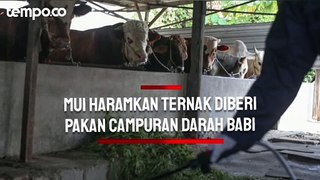Haramkan Ternak Diberi Pakan Campuran Darah Babi, MUI: Tidak Dapat Disertifikasi Halal