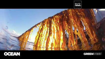 La culture des algues, nouvel avenir des pêcheurs en Irlande?