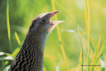Resurrecting the call of the elusive Corncrake on Rathlin Island
