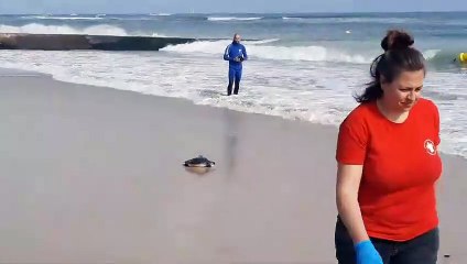 Oum, la première tortue remise à l'eau après quelques hésitations