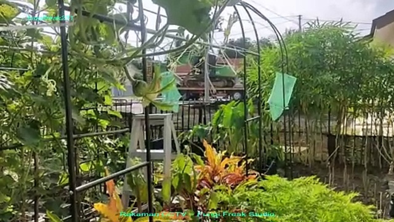 Terkini 28 Mei, 2024 ~ Fungi Freak Studio