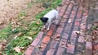 Delivery Driver Gets Chased by Hilariously Vicious Little Pup